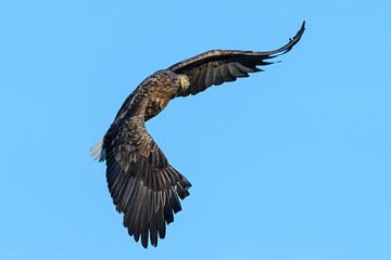 Sea eagle flying in the air
