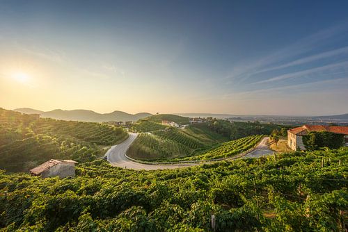 Wijngaarden en een weg bij zonsopgang, landschap in de Prosecco heuvels
