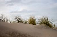 duinen Noordwijk