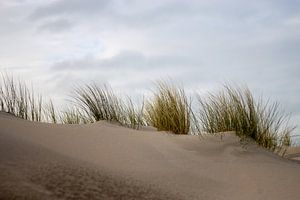 duinen Noordwijk van Sebastian Stef