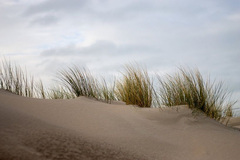 dunes Noordwijk by Sebastian Stef
