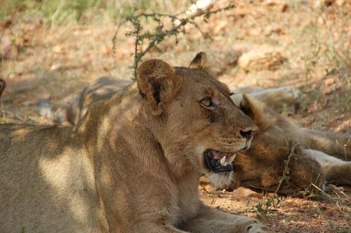 Leeuwin grommend in de roedel van Johnno de Jong