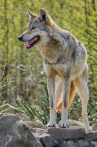 Wolf houdt de wacht