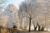 bomen met rijp in de zon in de winter van Joachim Küster thumbnail