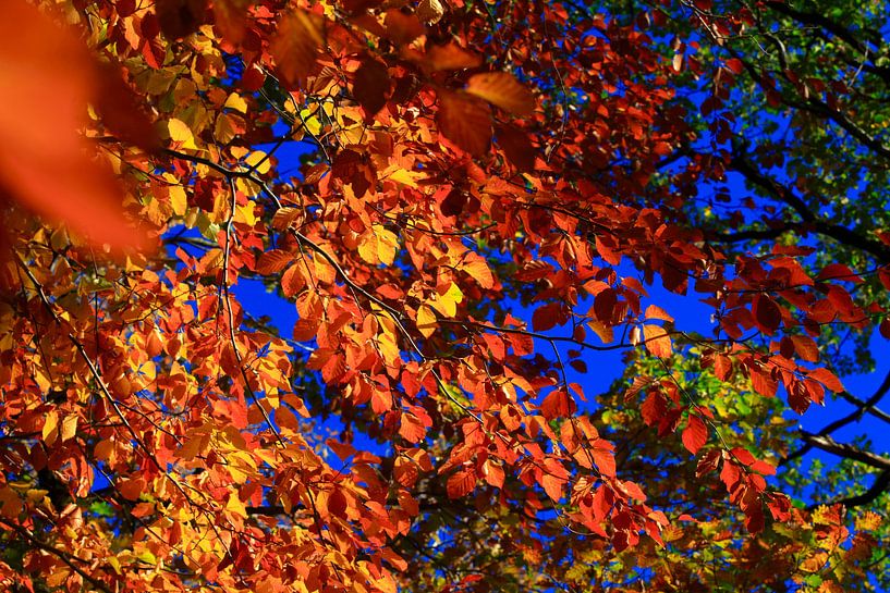 Buche von Thomas Jäger