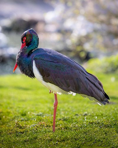 Majestueuze Zwarte Ooievaar: Elegantie in de Natuur