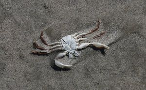 Crabe sur la plage