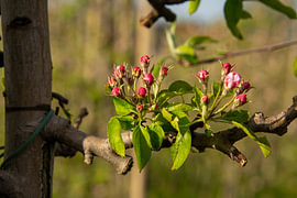Nahaufnahme einer Blüte an einem Apfelbaum in einem Obstgarten in der Betuwe.