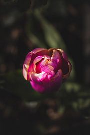 The End of the Tulip