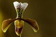 Orchidee foto van een Venusschoentje een mooie orchis von Peter Buijsman Miniaturansicht