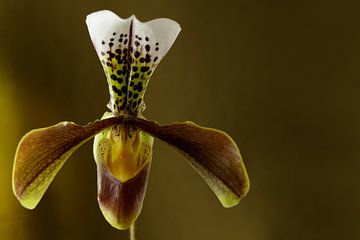 Orchidee foto van een Venusschoentje een mooie orchis by Peter Buijsman