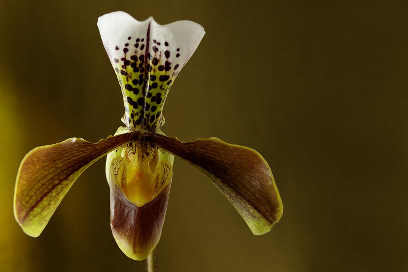 Orchidee foto van een Venusschoentje een mooie orchis von Peter Buijsman