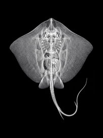 Stingray X-ray by The White Rabbit