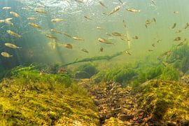 School of river gobies by Matthijs de Vos