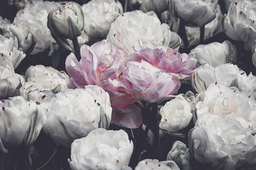 Standing out of the crowd