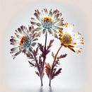 Magische Blumen von Bert Nijholt Miniaturansicht