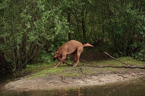 Waterspelletjes aan het meer met een bruine Magyar Vizsla ruwharige hond .