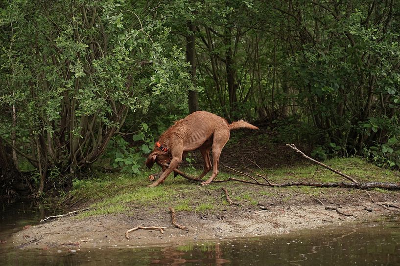 Wasserspiele am See mit einem braunen Magyar Vizsla Drahthaar Hund . von Babetts Bildergalerie