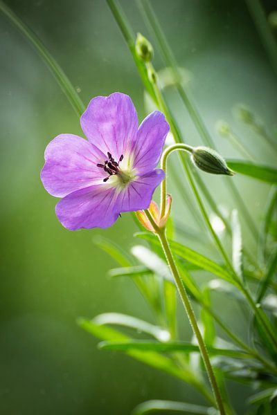 Prachtige details van een paarse geranium bloem van Michel Geluk