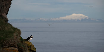 Puffin in Iceland with mountains in the background