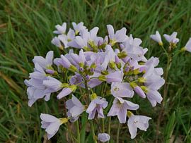 Whitflower