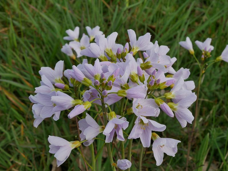 Weißblume von Wim vd Neut