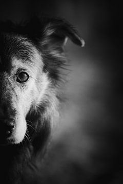 Portret hond zwart-wit van Lars Detges