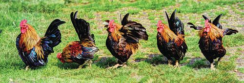 Een Haan van rechts naar links Panorama