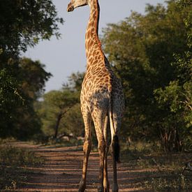 Giraffe in beatiful sunlight van Annelies Voss