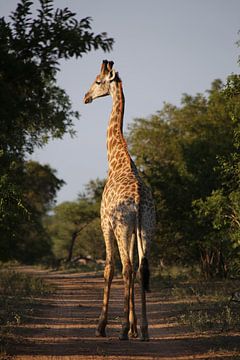 Giraffe in beatiful sunlight van Annelies Voss