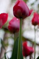 Roze Tulpen