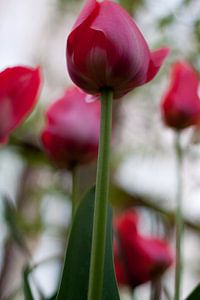 Tulipes roses sur Marco de Groot