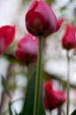 Roze Tulpen van Marco de Groot thumbnail