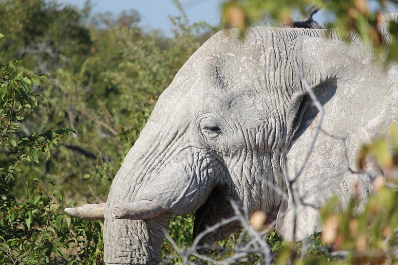 Vieux éléphant sage dans le delta de l'Okavango au Botswana, en Afrique par Phillipson Photography