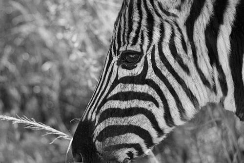 Zebra (black and white)