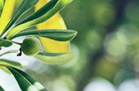 Detail van een olijfboom von Studio Mirabelle Miniaturansicht