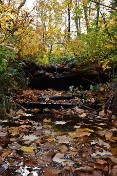 Un ruisseau en forêt à l'automne sur Claude Laprise