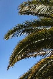 Tropische palmbladeren tegen blauwe hemel van Nynke Altenburg