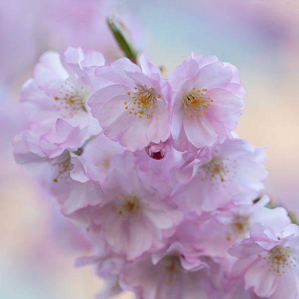 Blossom by PeetMagneet