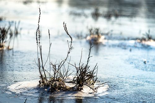 Details der gefrorenen Wiese
