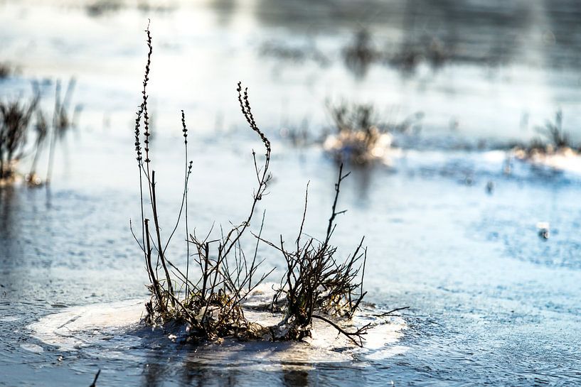 Frozen details of frosty grasslands covered with frost by Fotografiecor .nl