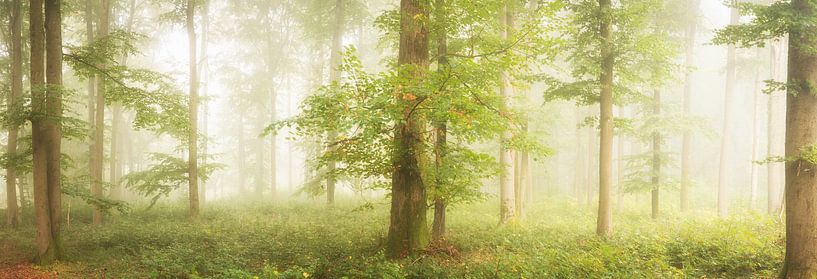 Buchen im Nebel von Tobias Luxberg