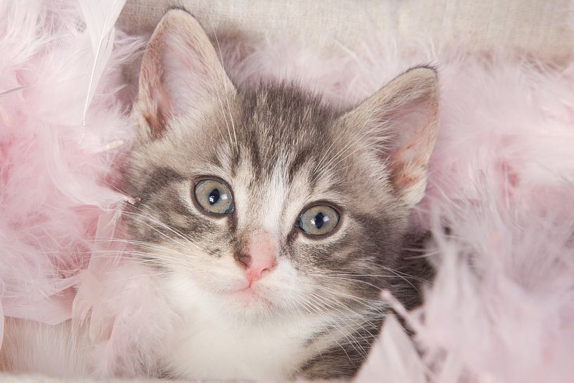 Schattig cypers kitten met roze fluff van Dagmar Hijmans