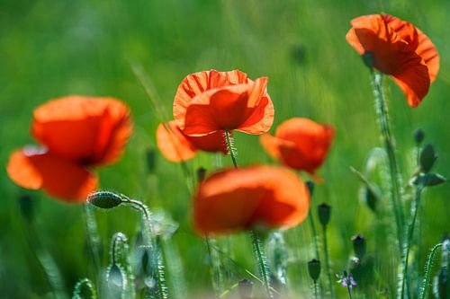 Red poppies, Poppies in sunny backlight