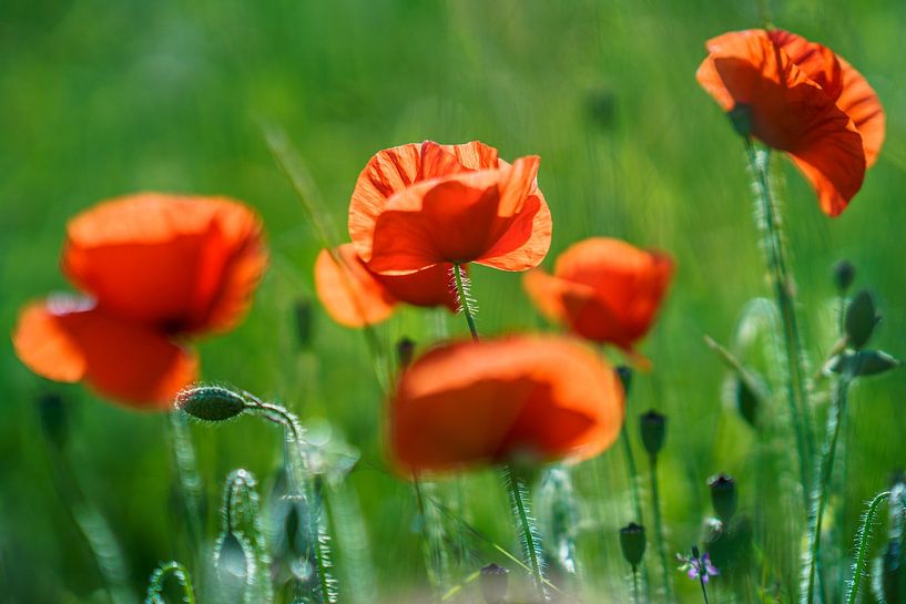 Red poppies, Poppies in sunny backlight by Fotografiecor .nl