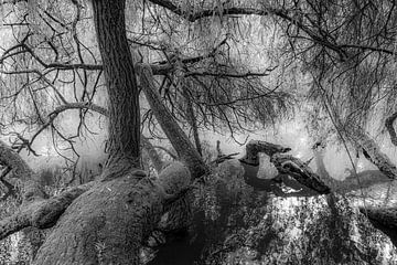Baum im See schwarz-weiss von Dieter Walther