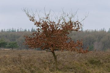 Boom op de heide van Fotowinkel 2.0