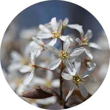Delicate bloesems van de treurpeer in de lente van Ulrike Leone