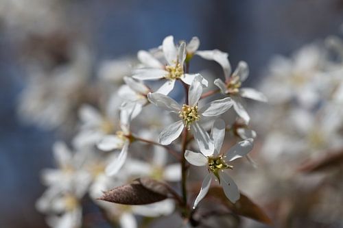 Delicate blossoms of the weeping pear in spring