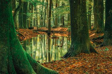 Stromende beek in een herfstbos op de Veluwe